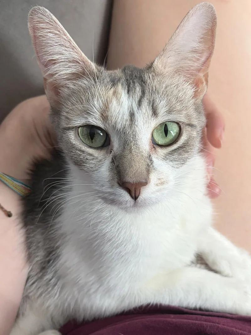 An adult medium-sized female Domestic Short Hair cat named Jessie for adoption in Island Lake, IL