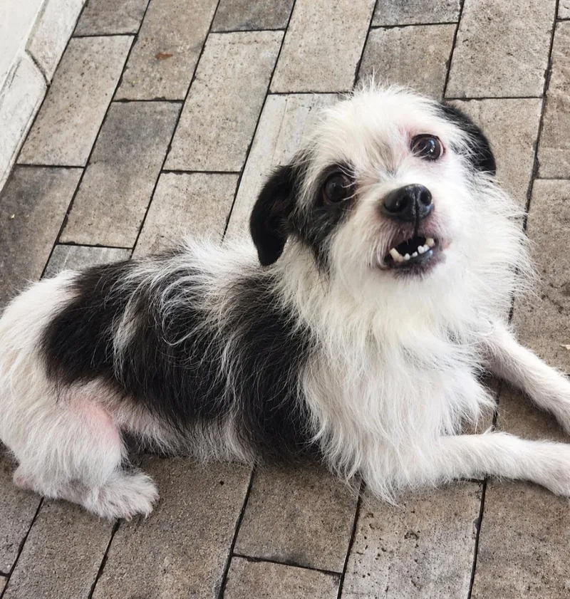 A young small-sized male Shih Tzu dog named Scruffy for adoption in New Port Richey, FL