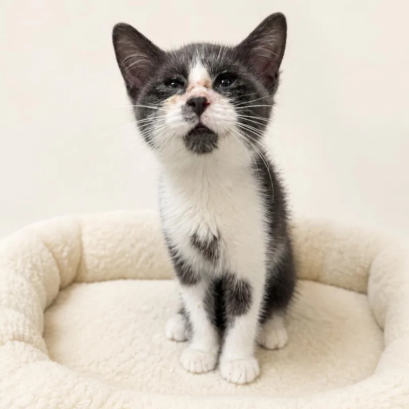 A baby small-sized female Gray / Blue / Silver Domestic Short Hair cat named Faith for adoption in Redwood Falls, MN