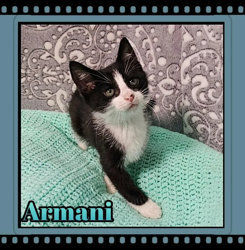 A baby small-sized male Domestic Short Hair cat named Armani for adoption in Jacksonville, IL