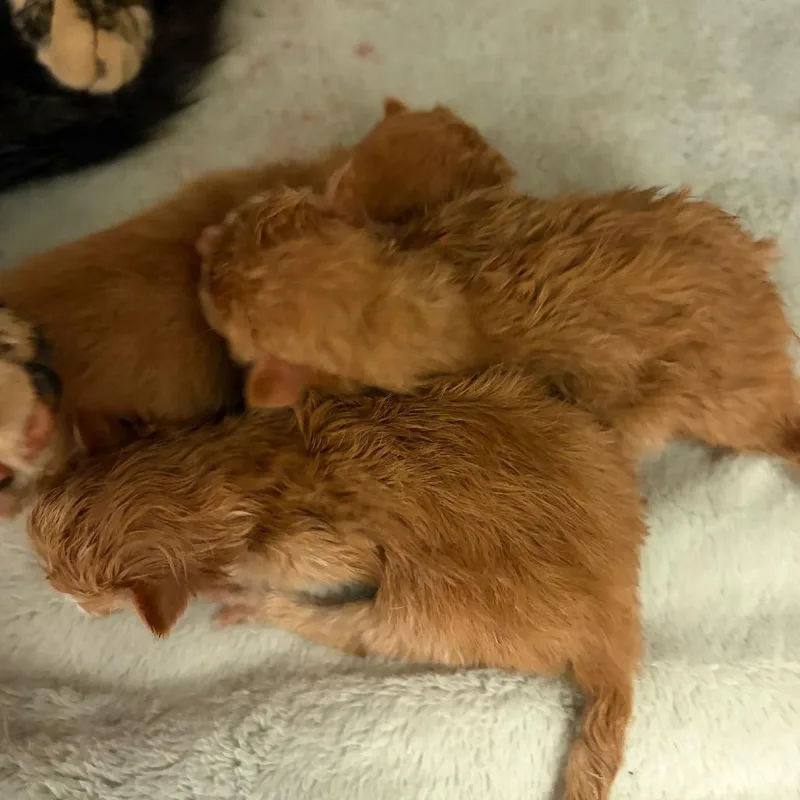A baby small-sized male Orange / Red Domestic Short Hair cat named Gonzo for adoption in Greensboro, GA