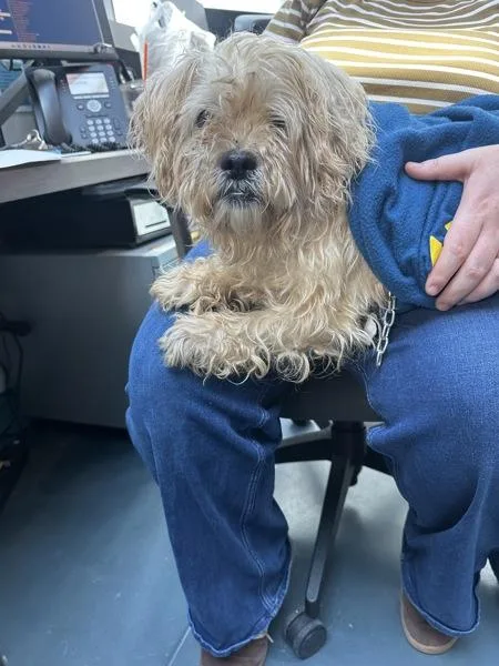 A senior medium-sized female Mixed Breed dog named Maxine for adoption in Ridgewood, NY