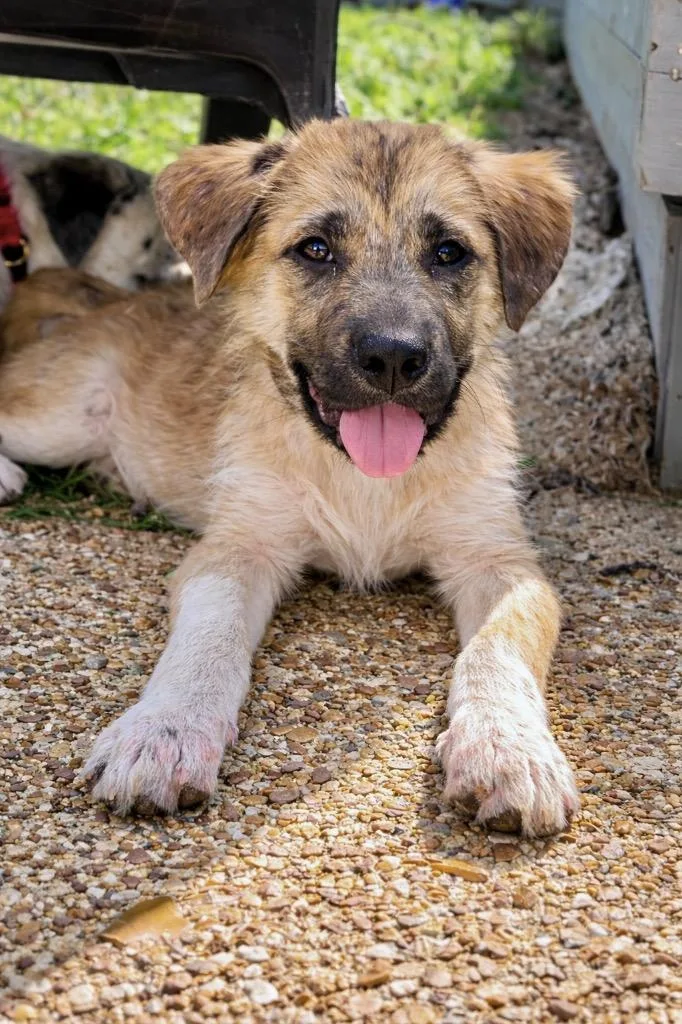 Crumbles thumbnail 3