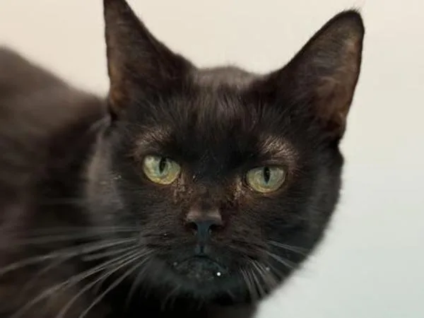 A senior small-sized female Domestic Short Hair cat named Santana for adoption in Portland, OR