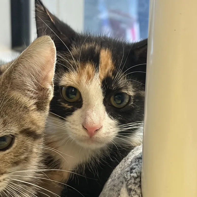 A baby medium-sized female Calico Domestic Short Hair cat named Daisy Duck for adoption in Charleston, SC