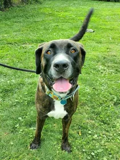 An adult extra large-sized female Cane Corso dog named Freya for adoption in Williamsport, PA