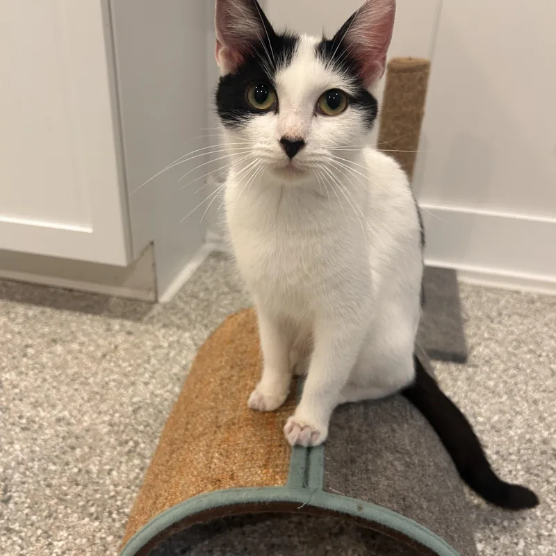 A young small-sized female Tuxedo cat named Grace for adoption in Wheaton, IL
