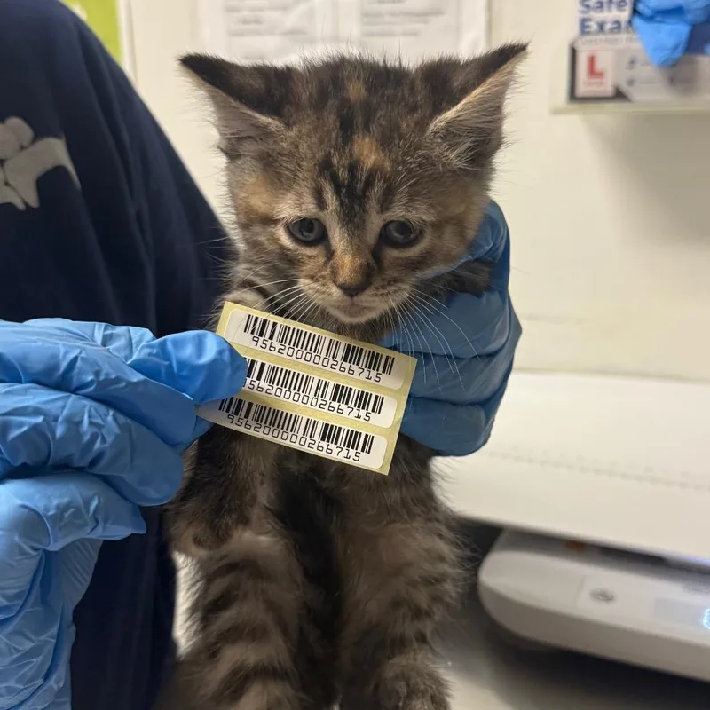 A baby small-sized female Gray / Blue / Silver Domestic Medium Hair cat named Maryann for adoption in Charleston, WV