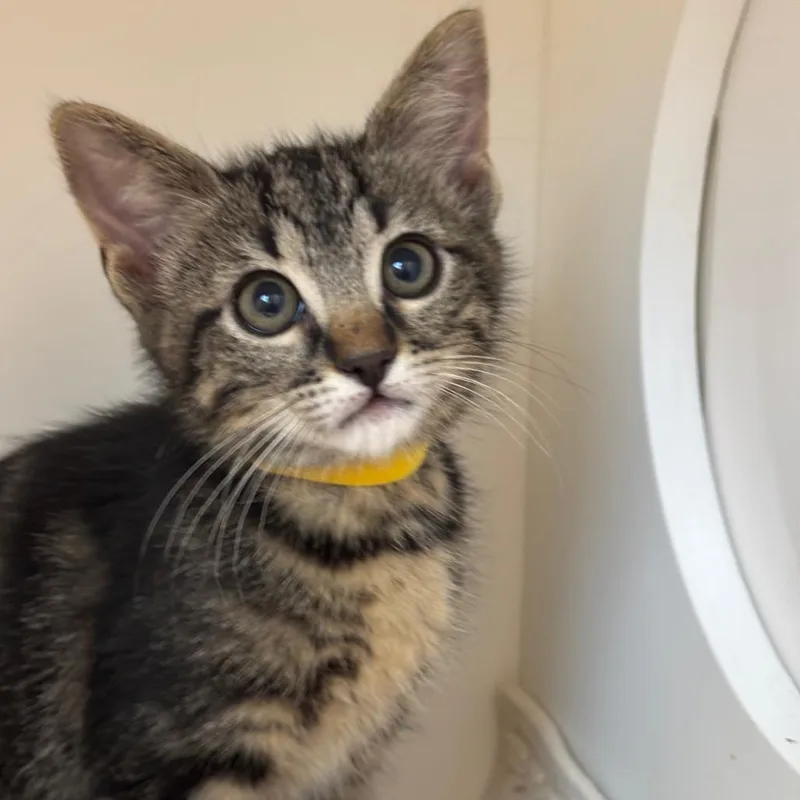 A baby small-sized female Brown / Chocolate Domestic Short Hair cat named Egg for adoption in League City, TX