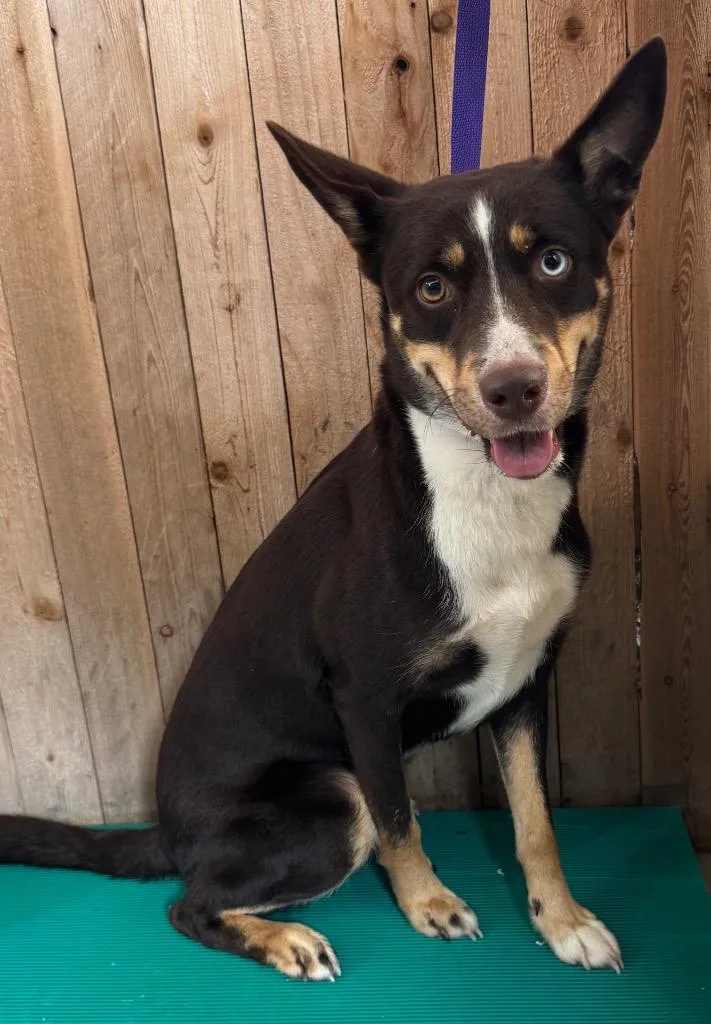 A young medium-sized male Shepherd dog named Ruca for adoption in Missouri City, TX