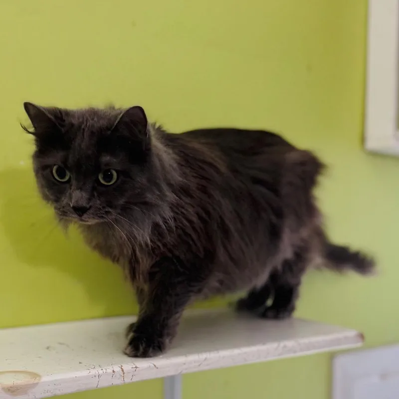 Macy Grey thumbnail 2