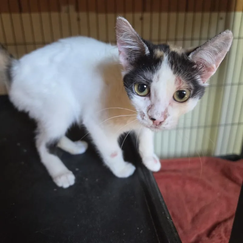 A baby small-sized female Domestic Short Hair cat named Luna for adoption in Desert Hot Springs, CA
