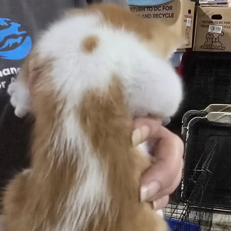 A baby small-sized male Orange / Red Domestic Short Hair cat named Hercules for adoption in Baytown, TX