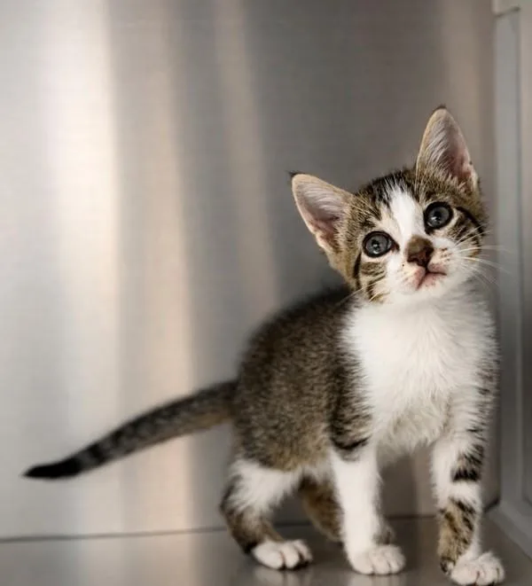 A baby small-sized male Domestic Short Hair cat named Ollie for adoption in Lafayette, LA