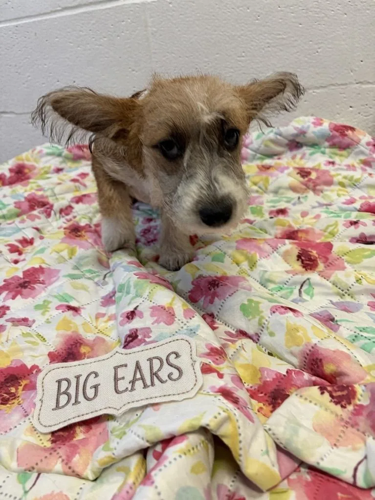 Big Ears