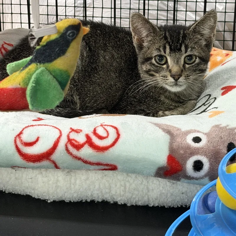 A baby small-sized male Domestic Short Hair cat named Toby for adoption in Mauston, WI