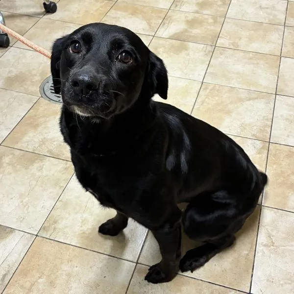 An adult large-sized female Labrador Retriever dog named The Night Yorb for adoption in Troutdale, OR