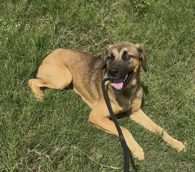 An adult medium-sized male Brown / Chocolate Black Mouth Cur dog named Nelson for adoption in Kenedy, TX
