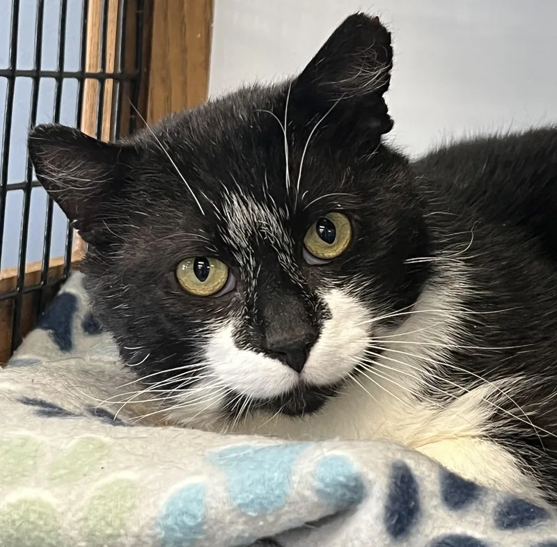 An adult large-sized male Black & White / Tuxedo Domestic Short Hair cat named Flipper for adoption in Johnston, RI