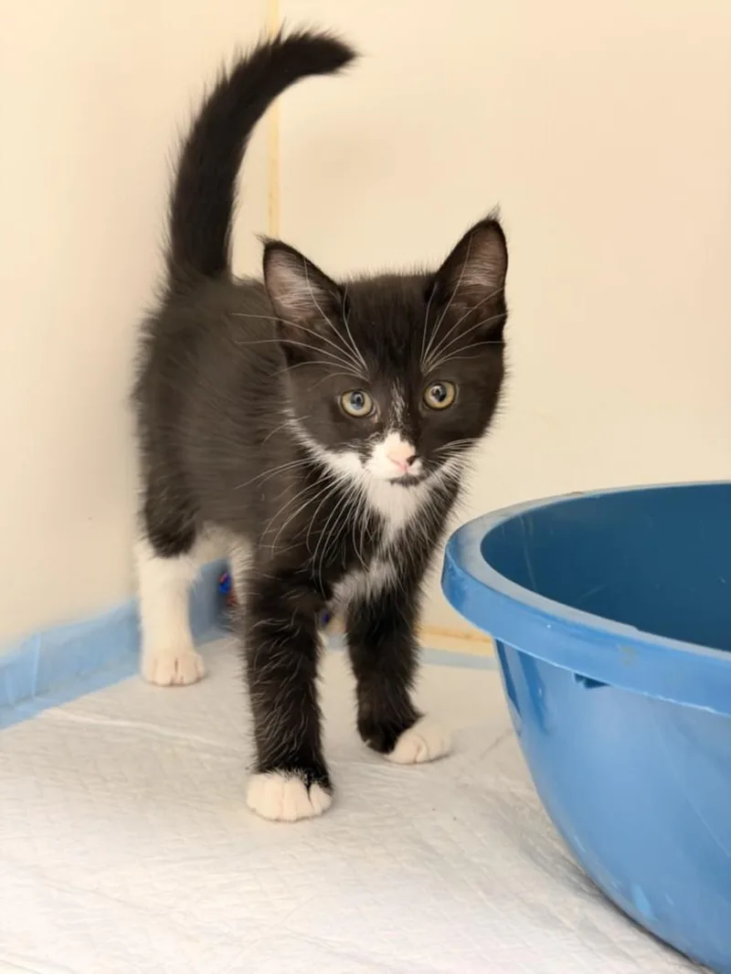 A baby small-sized female Domestic Short Hair cat named Penelope for adoption in Hayward, CA