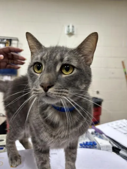 An adult medium-sized male Domestic Short Hair cat named Max for adoption in Upper Marlboro, MD