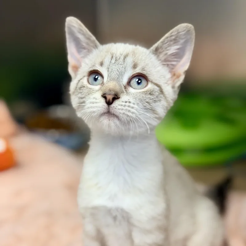 A baby medium-sized female Cream / Ivory Siamese cat named Penny for adoption in Manahawkin, NJ