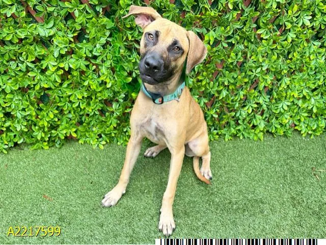 A young small-sized female Mixed Breed dog named Autumn for adoption in West Palm Beach, FL