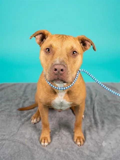 An adult medium-sized male Mixed Breed dog named Lobster for adoption in Jacksonville, FL