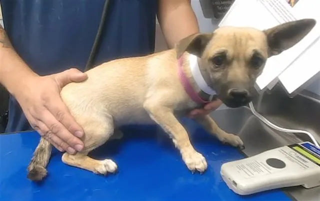 A young small-sized male Parson Russell Terrier dog named Russ for adoption in Phoenix, AZ