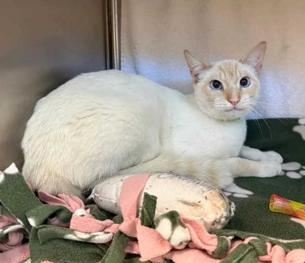A young medium-sized male Domestic Short Hair cat named Flamo for adoption in Oakland, CA