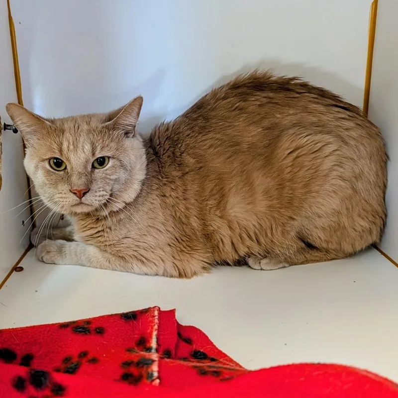 An adult medium-sized male Brown / Chocolate Domestic Short Hair cat named Isaac for adoption in Delaware, OH