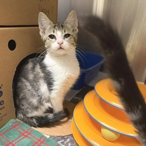 A baby small-sized female Brown / Chocolate Domestic Short Hair cat named Happy for adoption in Novelty, OH