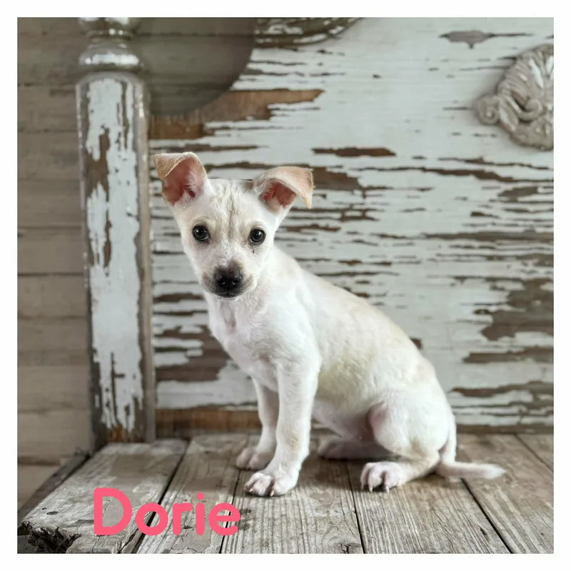 Dorie thumbnail 5