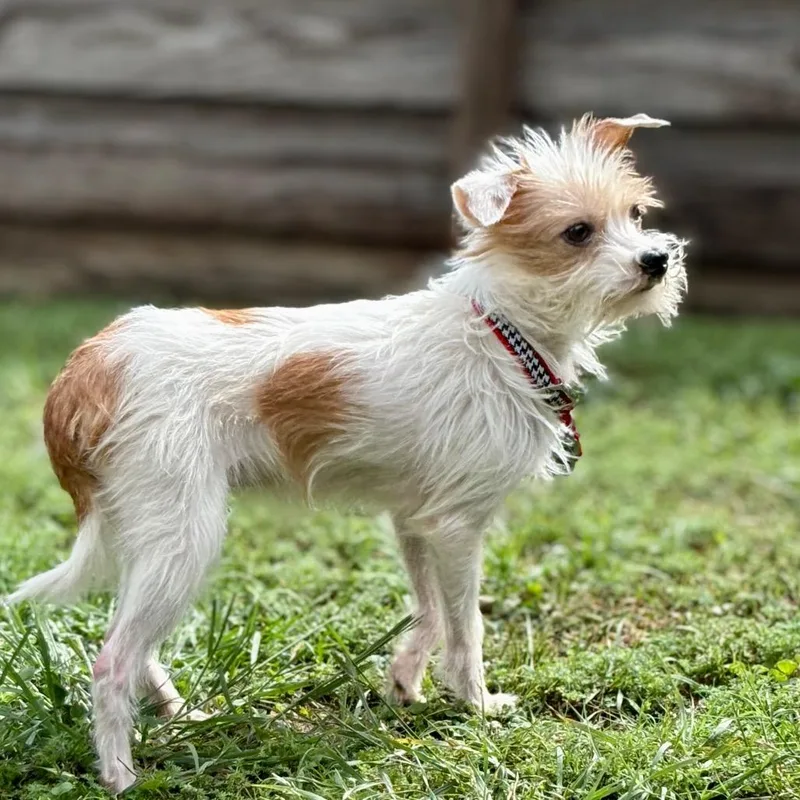 Squirtle thumbnail 2