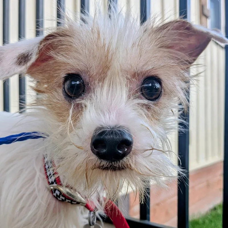 Squirtle thumbnail 3