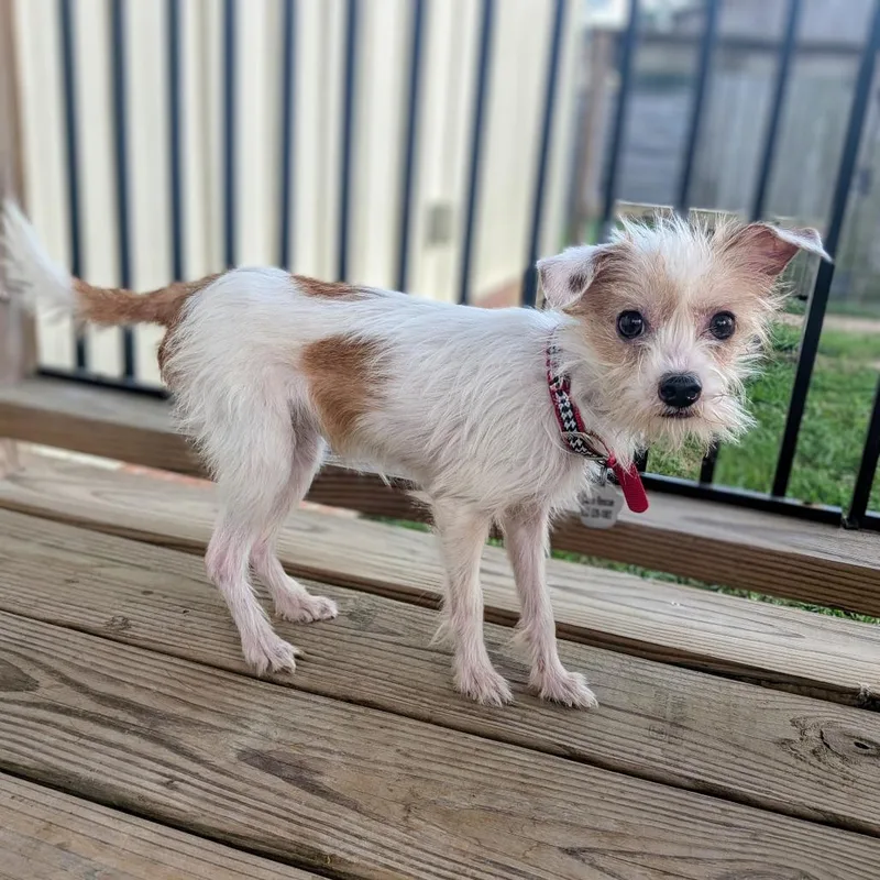 Squirtle thumbnail 4