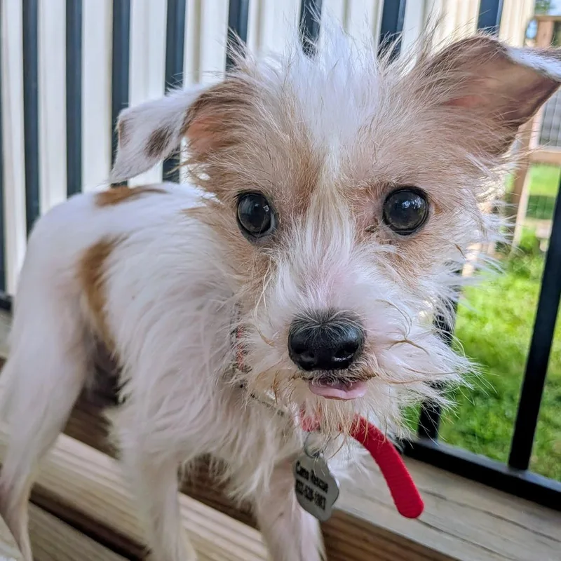 Squirtle thumbnail 5