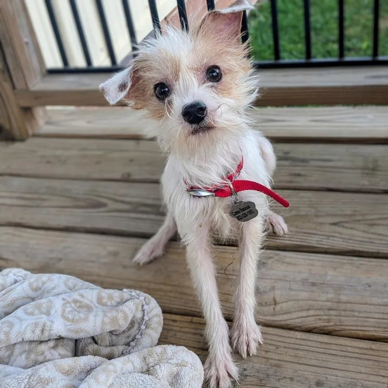 Squirtle thumbnail 6