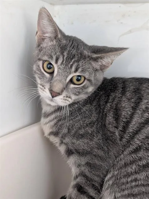 A baby medium-sized female Domestic Short Hair cat named Claire for adoption in Canfield, OH