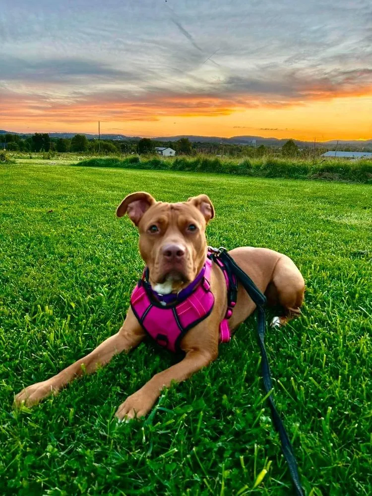 An adult large-sized female Pit Bull Terrier dog named Pikachu for adoption in Franklinville, NJ