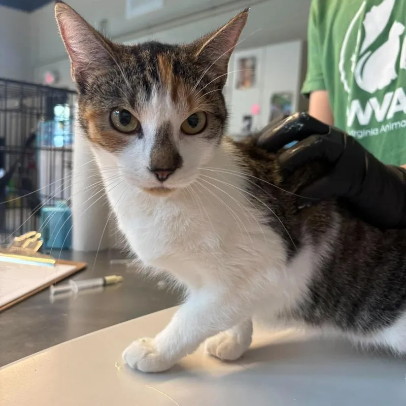 An adult medium-sized female Calico Domestic Short Hair cat named Glimmer for adoption in Huntington, WV