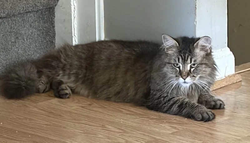 A senior medium-sized female Tabby (Brown / Chocolate) Domestic Long Hair cat named Francesca for adoption in Great Mills, MD