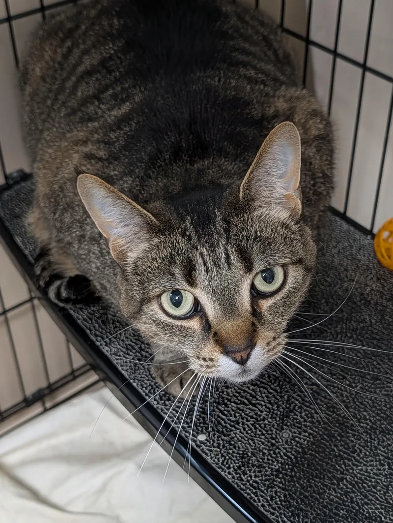 An adult medium-sized female Tabby (Brown / Chocolate) Domestic Short Hair cat named Daisy for adoption in Lapeer, MI