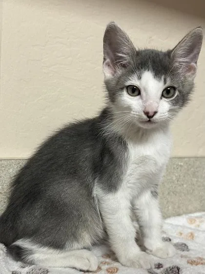 A young small-sized male Domestic Short Hair cat named Otis for adoption in Phoenix, AZ