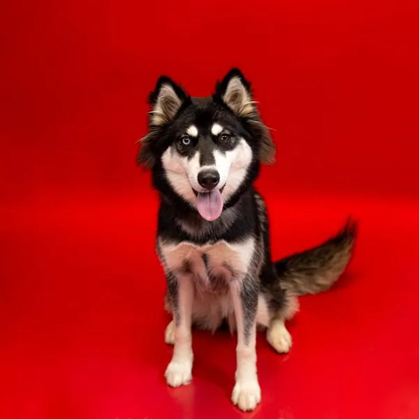An adult small-sized male Siberian Husky dog named Pen  Finny for adoption in Lawrenceville, GA