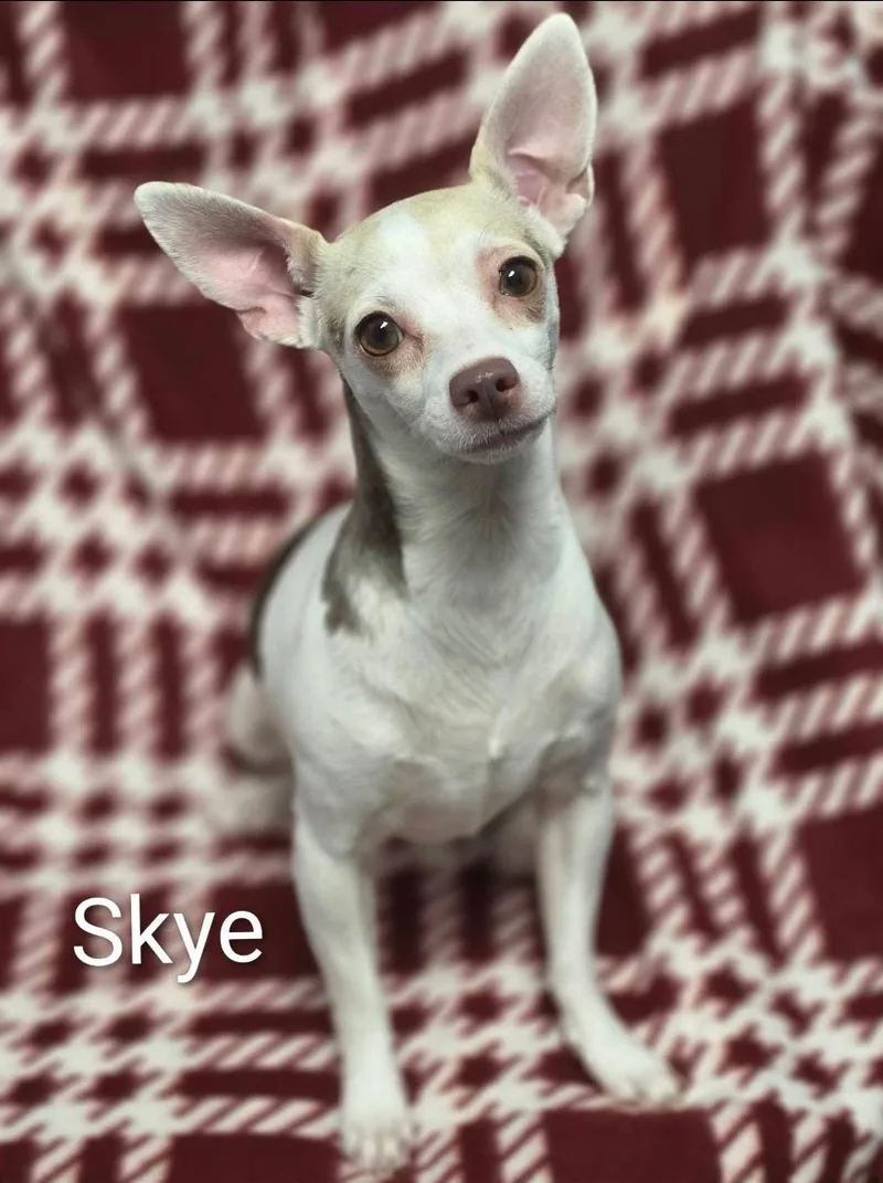 Skye