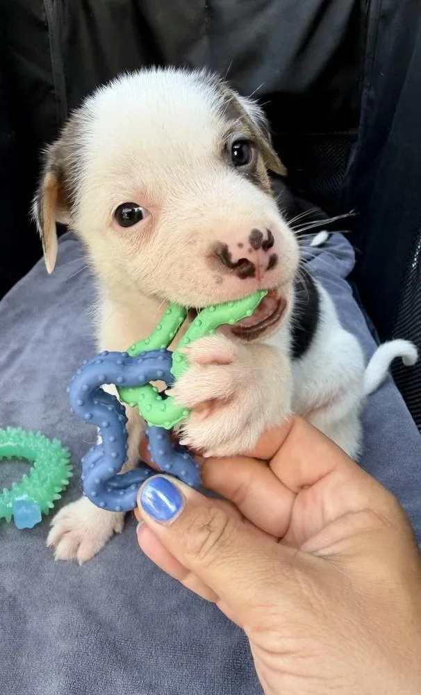 A baby large-sized male Tricolor (Brown, Black, & White) Labrador Retriever dog named Opie for adoption in Greenlawn, NY