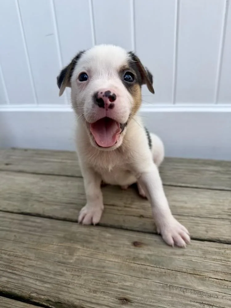 Opie thumbnail 2