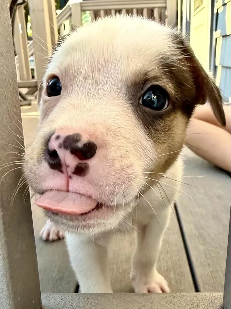 Opie thumbnail 5