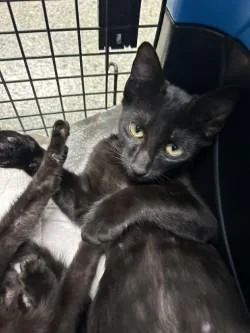 A young medium-sized male Domestic Short Hair cat named Dash for adoption in Kansas City, MO